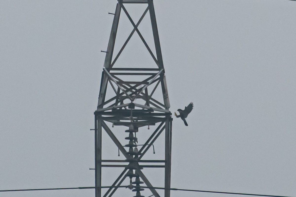 Peregrine Falcon (Shaheen) - ML644914218