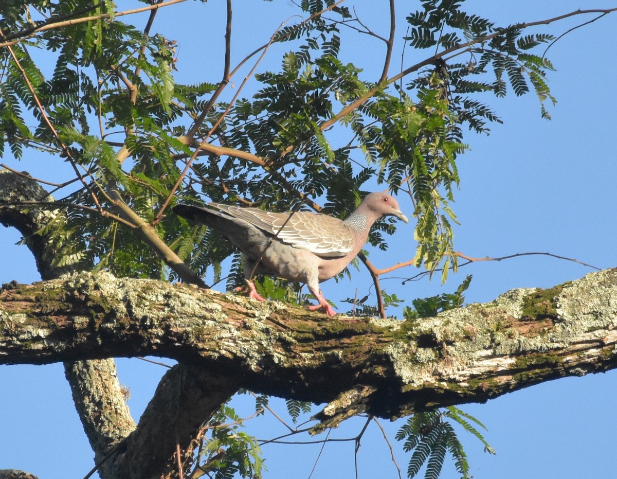 アカメバト - ML644914228