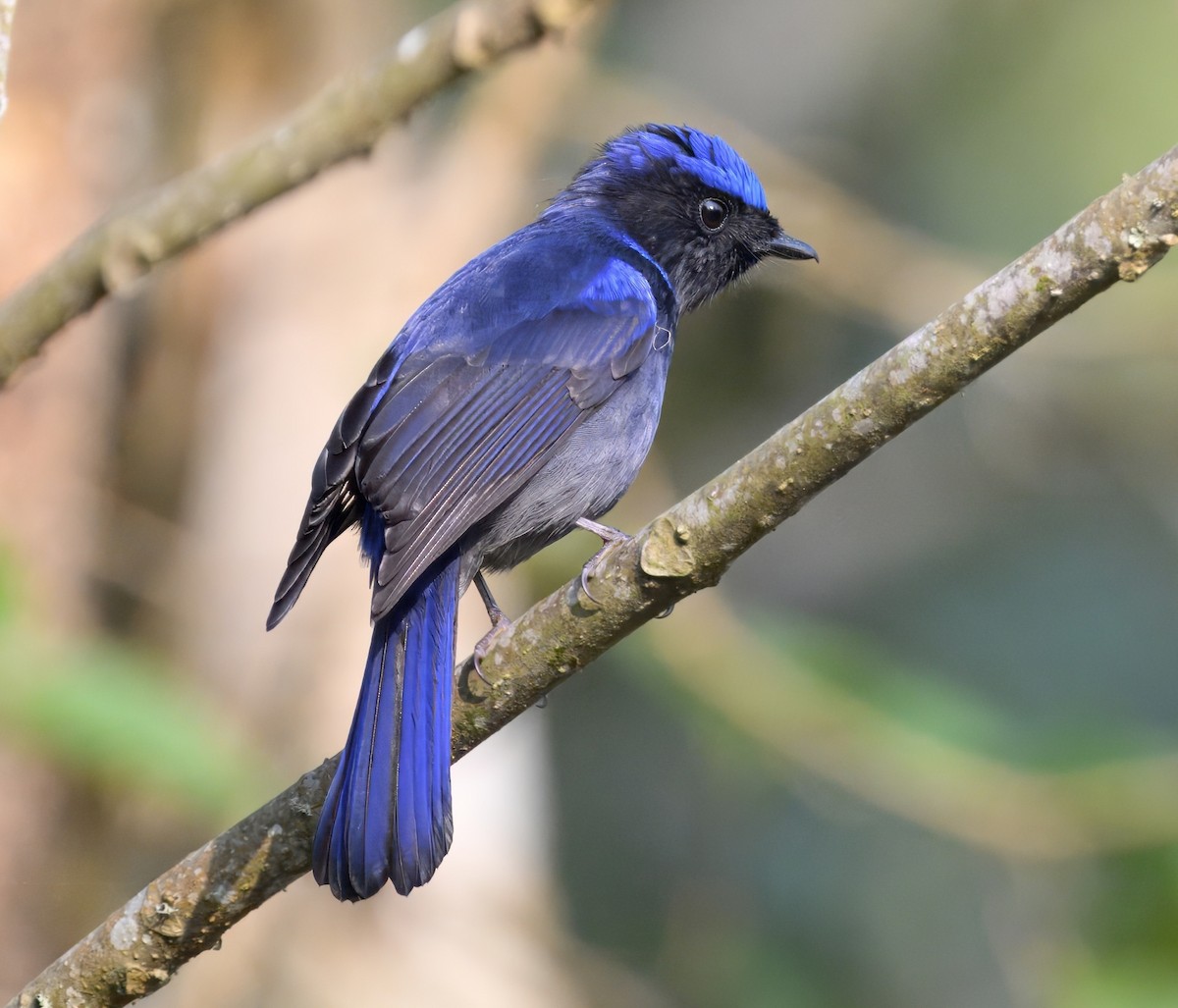 Large Niltava - ML644914234