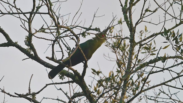 Турако заїрський - ML644914255