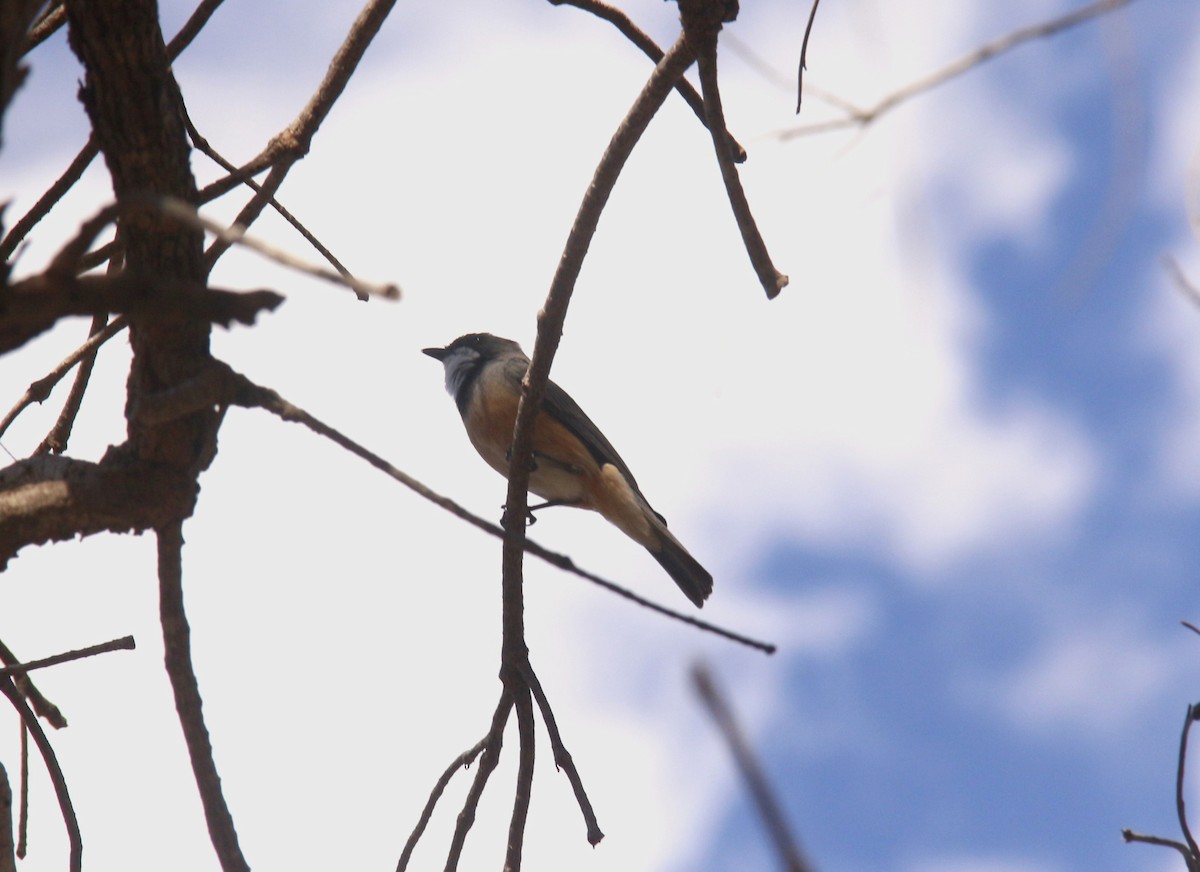 Rufous Whistler - ML644914284