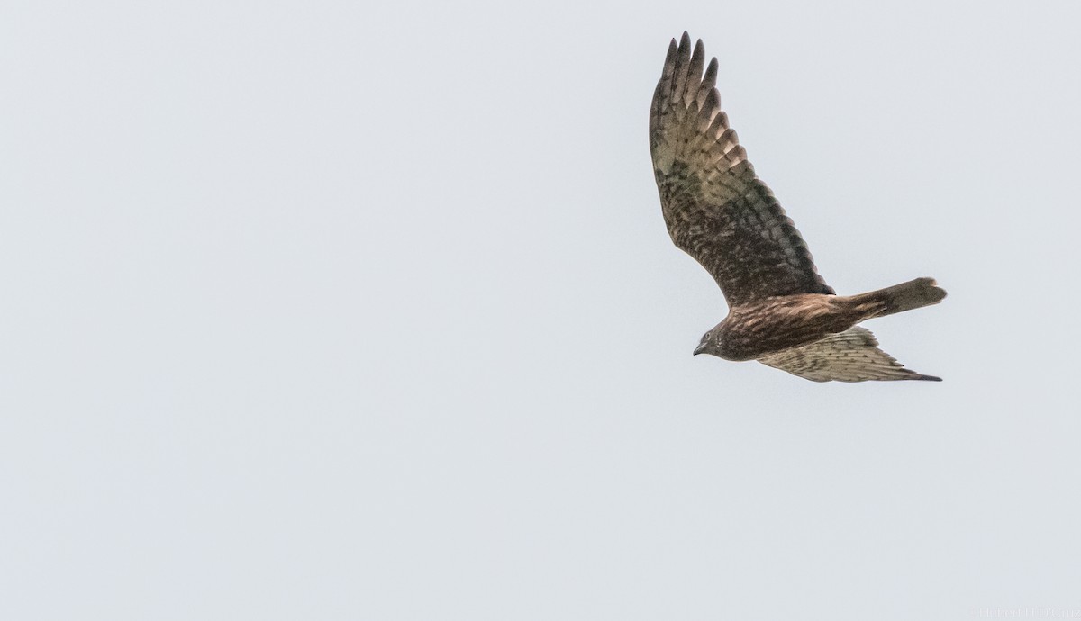 moták tichomořský - ML644914288