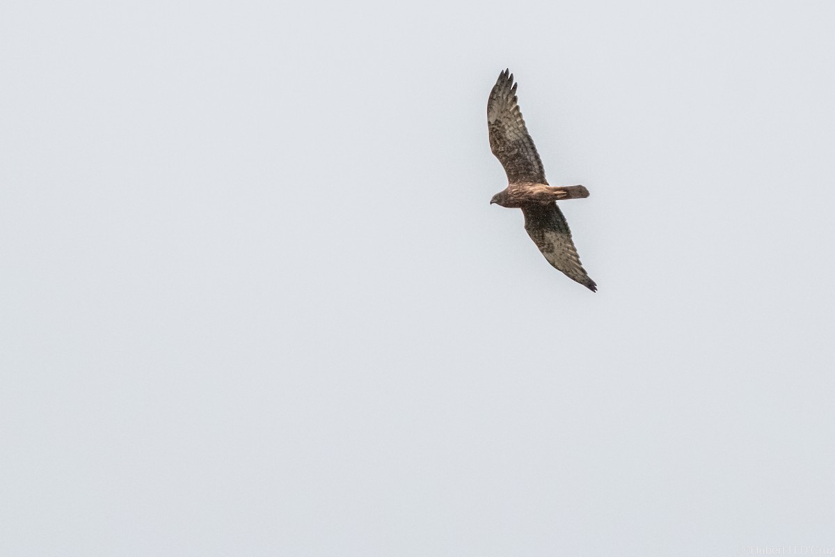 moták tichomořský - ML644914289