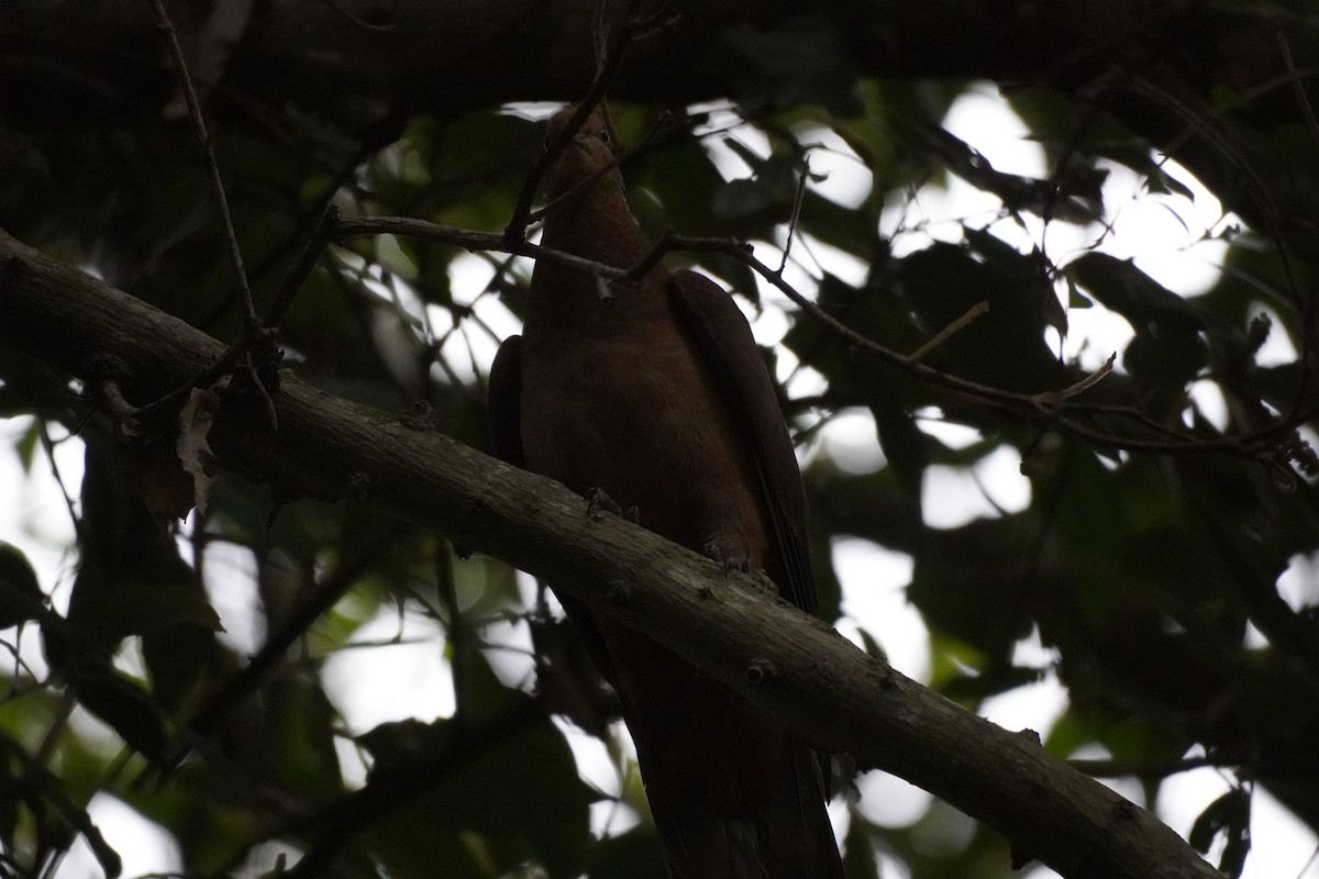 Maronentaube - ML644914291