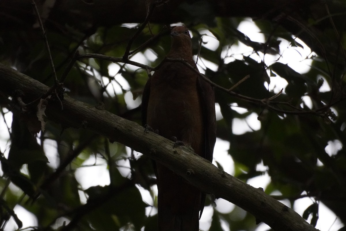 Maronentaube - ML644914292