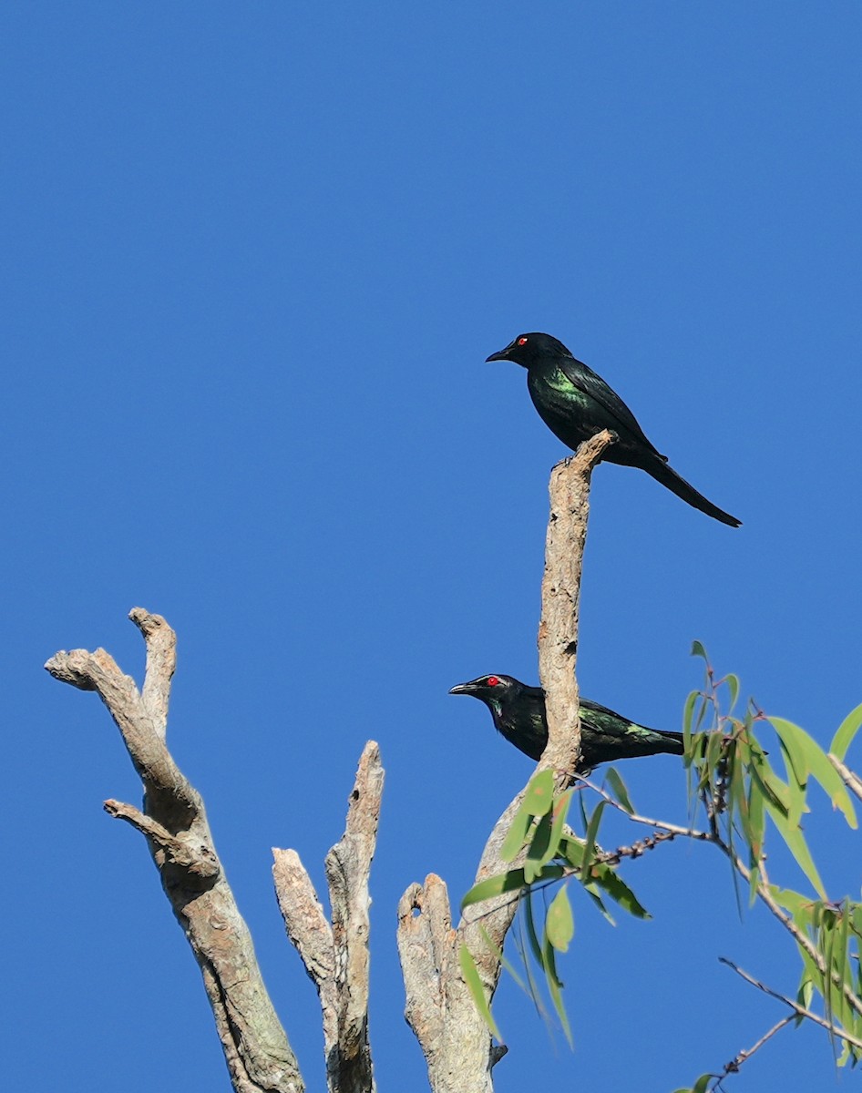 Metallic Starling - ML644914296