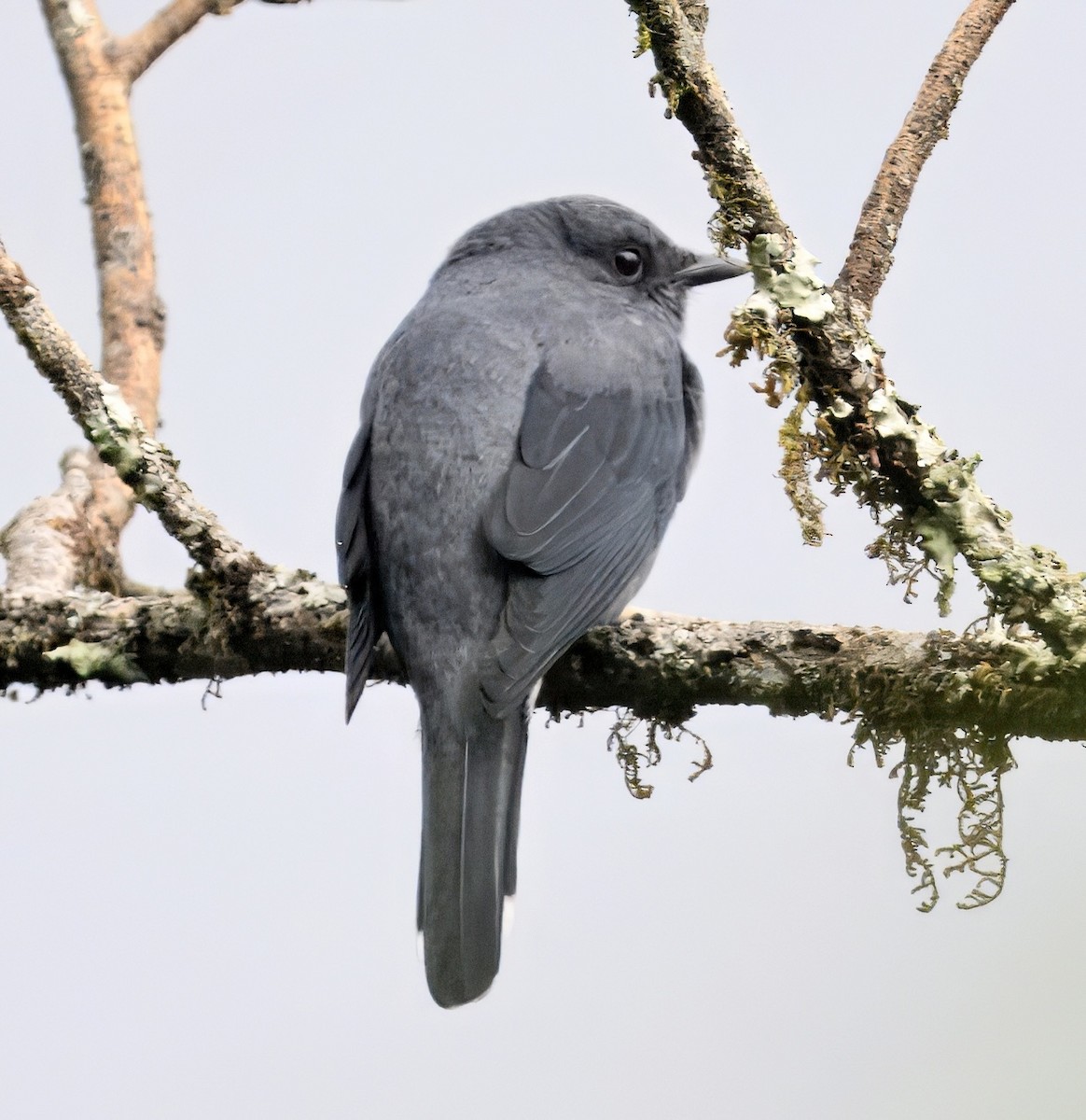 Black-winged Cuckooshrike - ML644914298