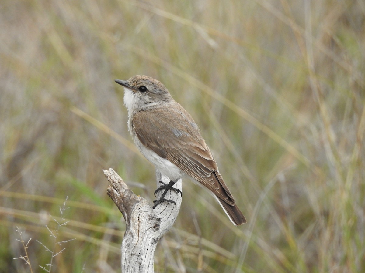 オジロオリーブヒタキ - ML644914319
