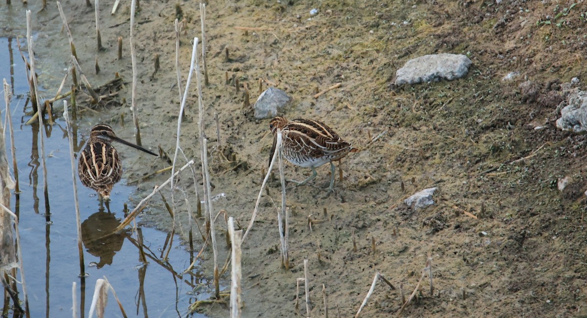 Common Snipe - ML644914343