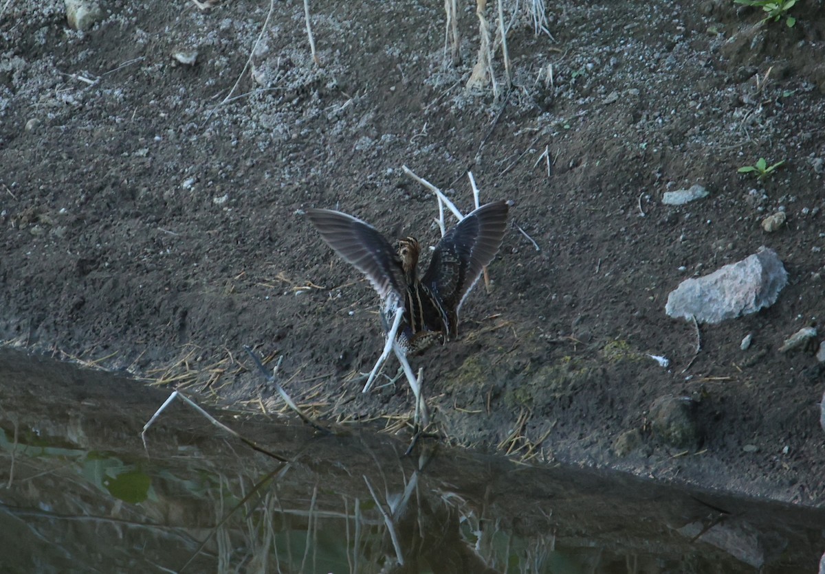 Common Snipe - ML644914344