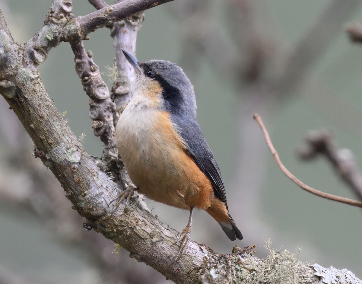 White-tailed Nuthatch - ML644914346