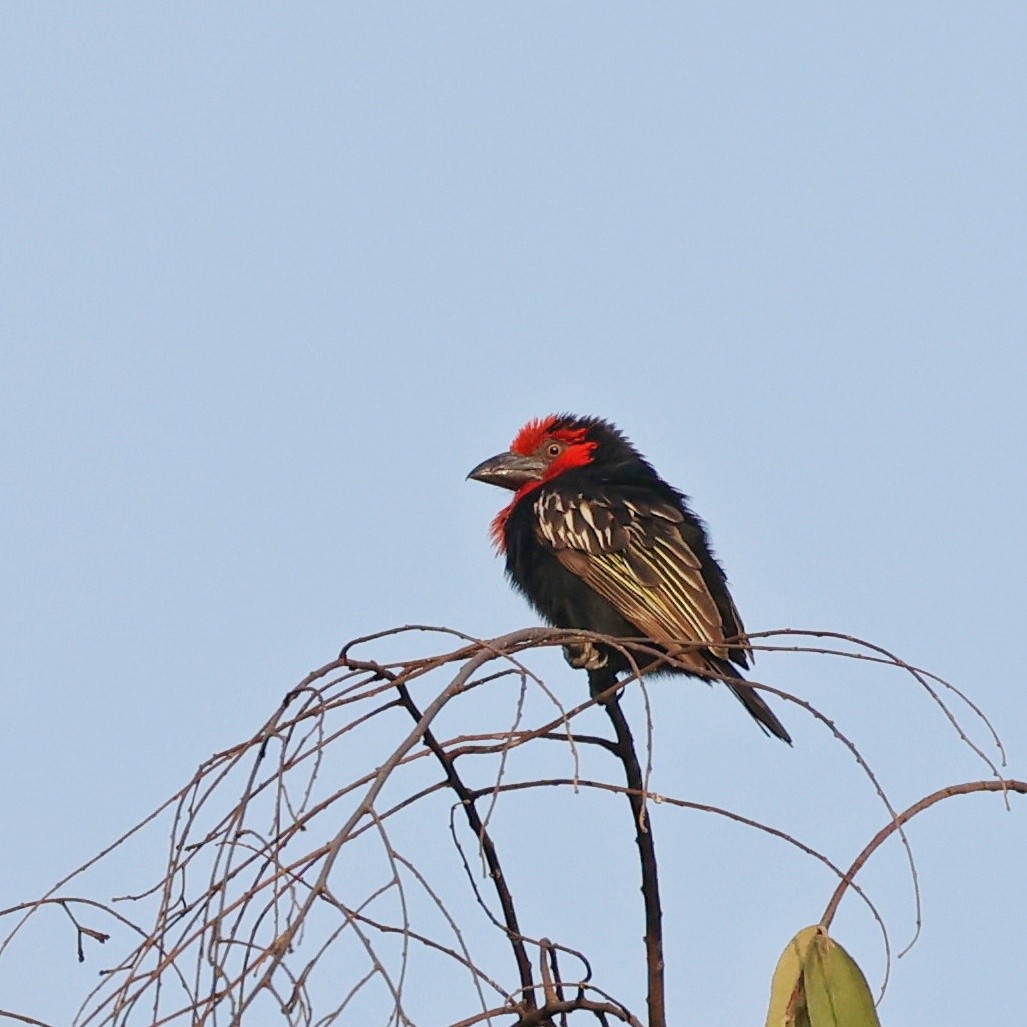 Black-billed Barbet - ML644914347
