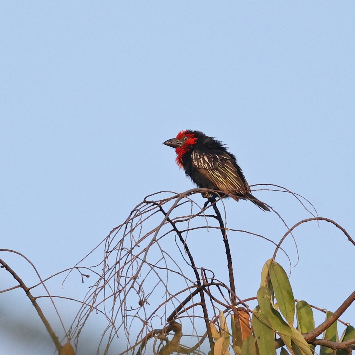 Black-billed Barbet - ML644914348