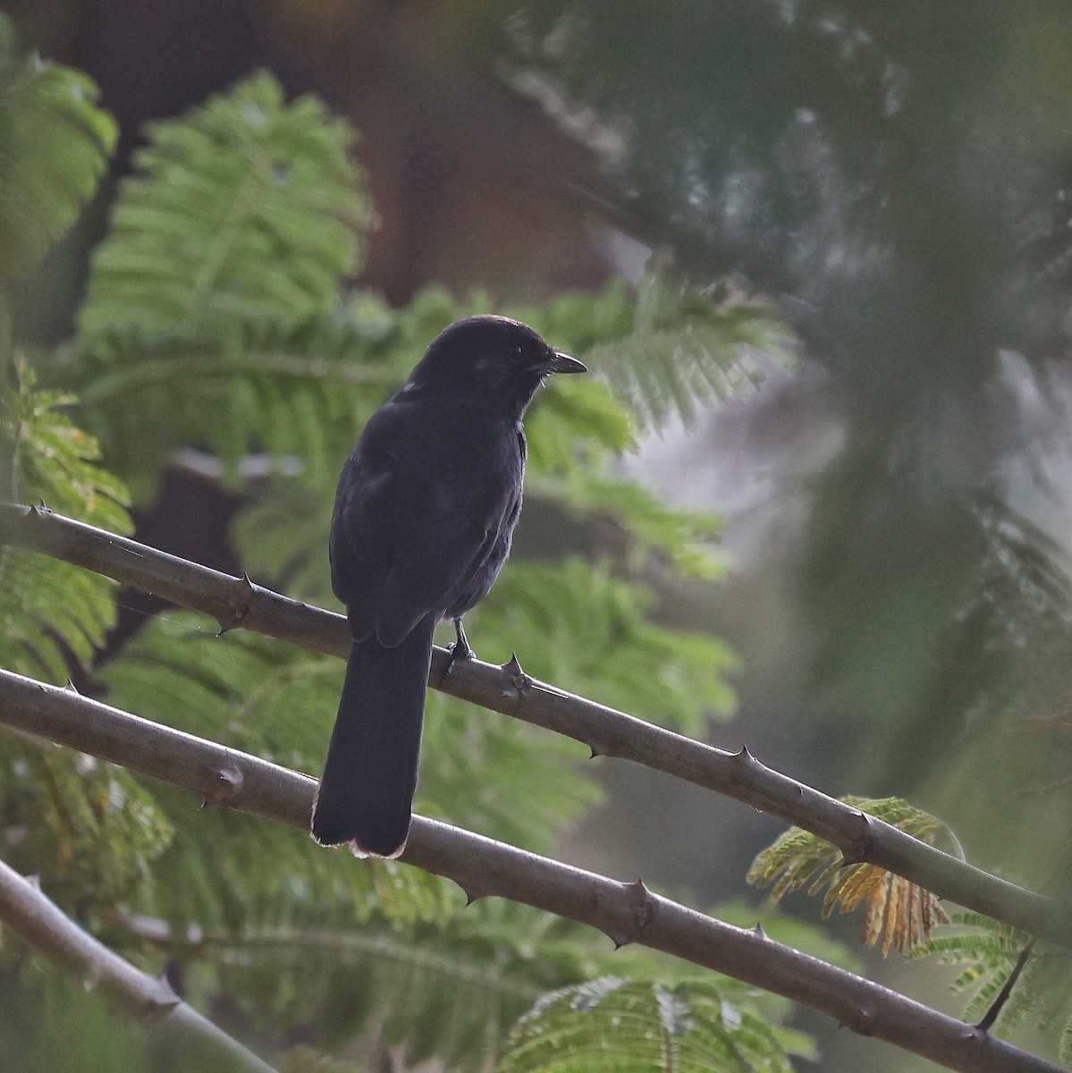 Slate-colored Boubou - ML644914356