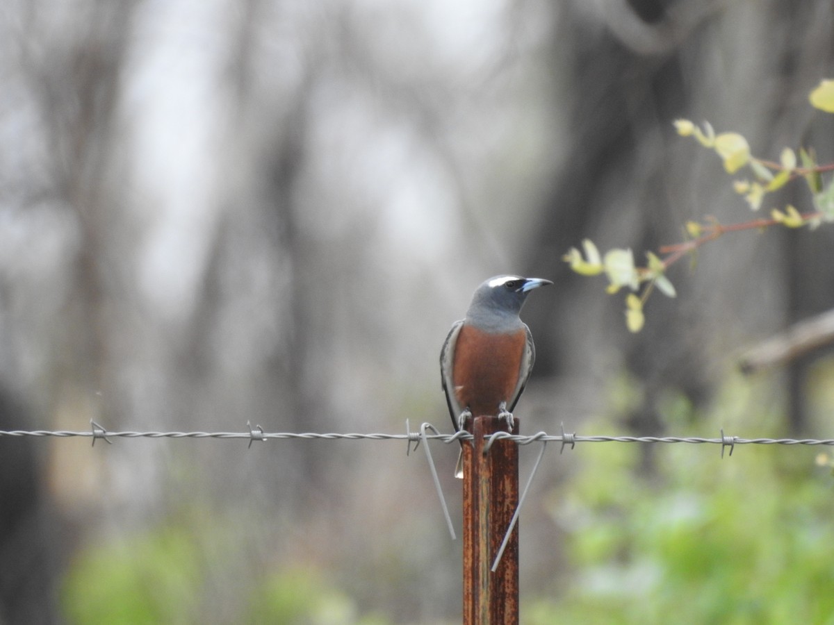 White-browed Woodswallow - ML644914364
