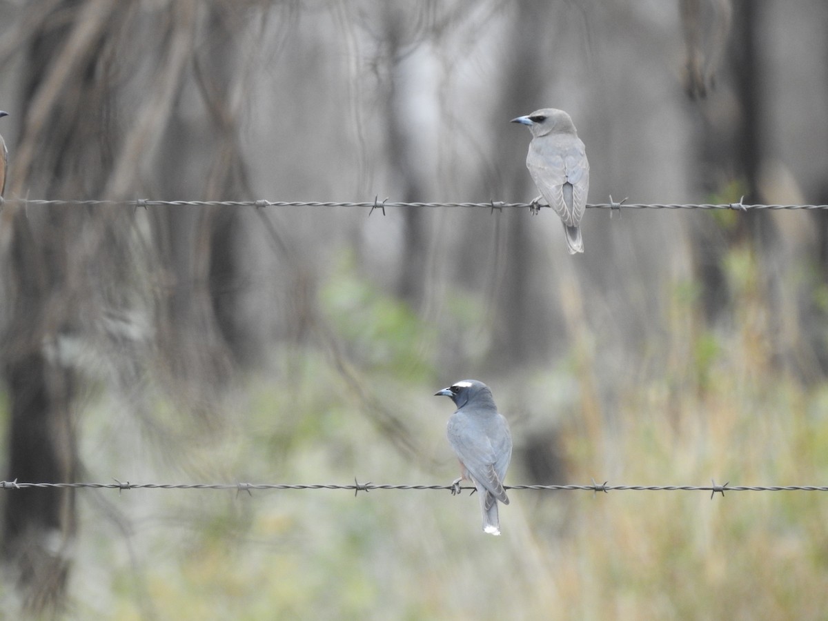 White-browed Woodswallow - ML644914381