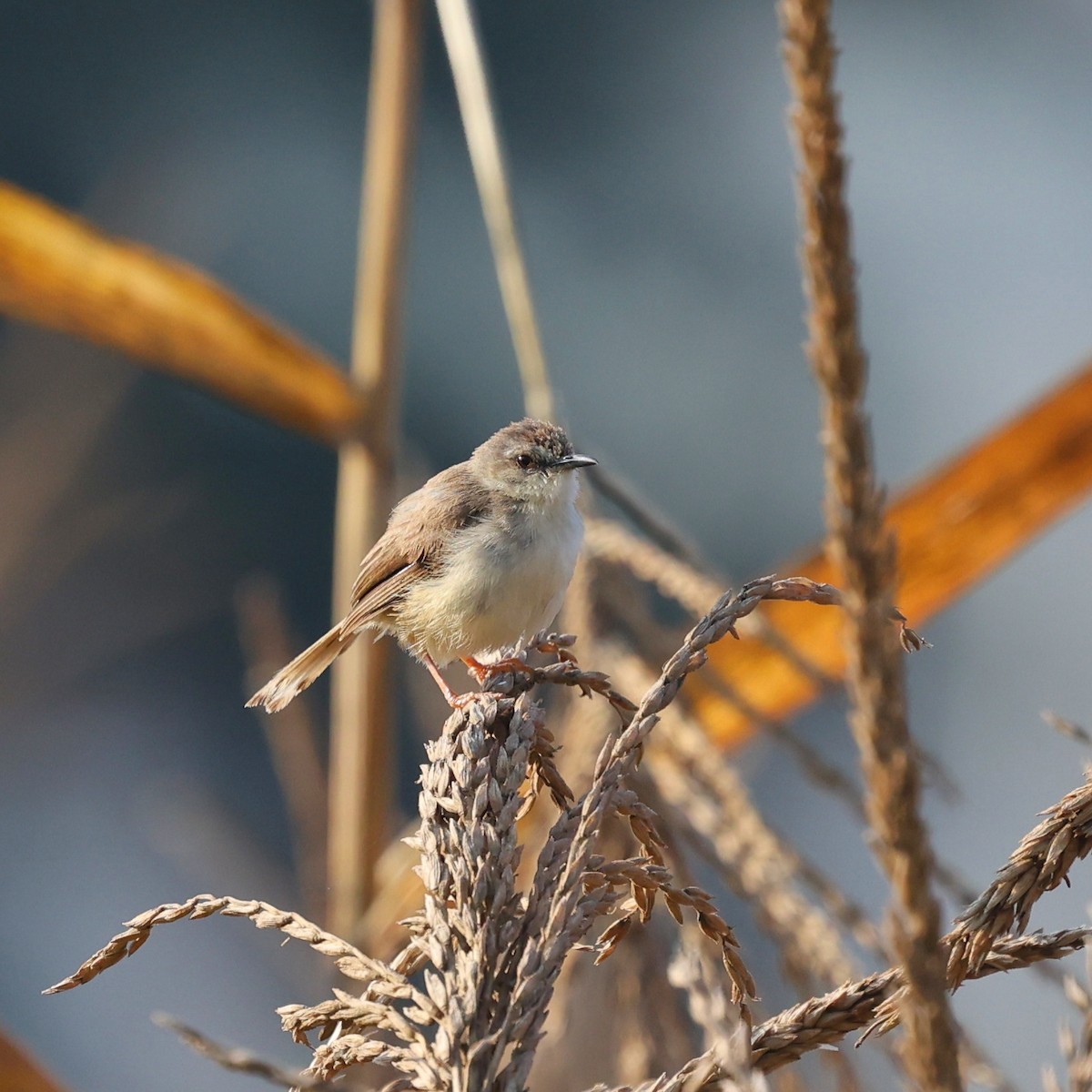 Foxy Cisticola - ML644914385