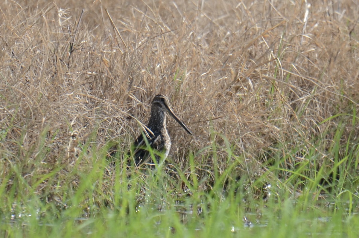Common Snipe - ML644914391