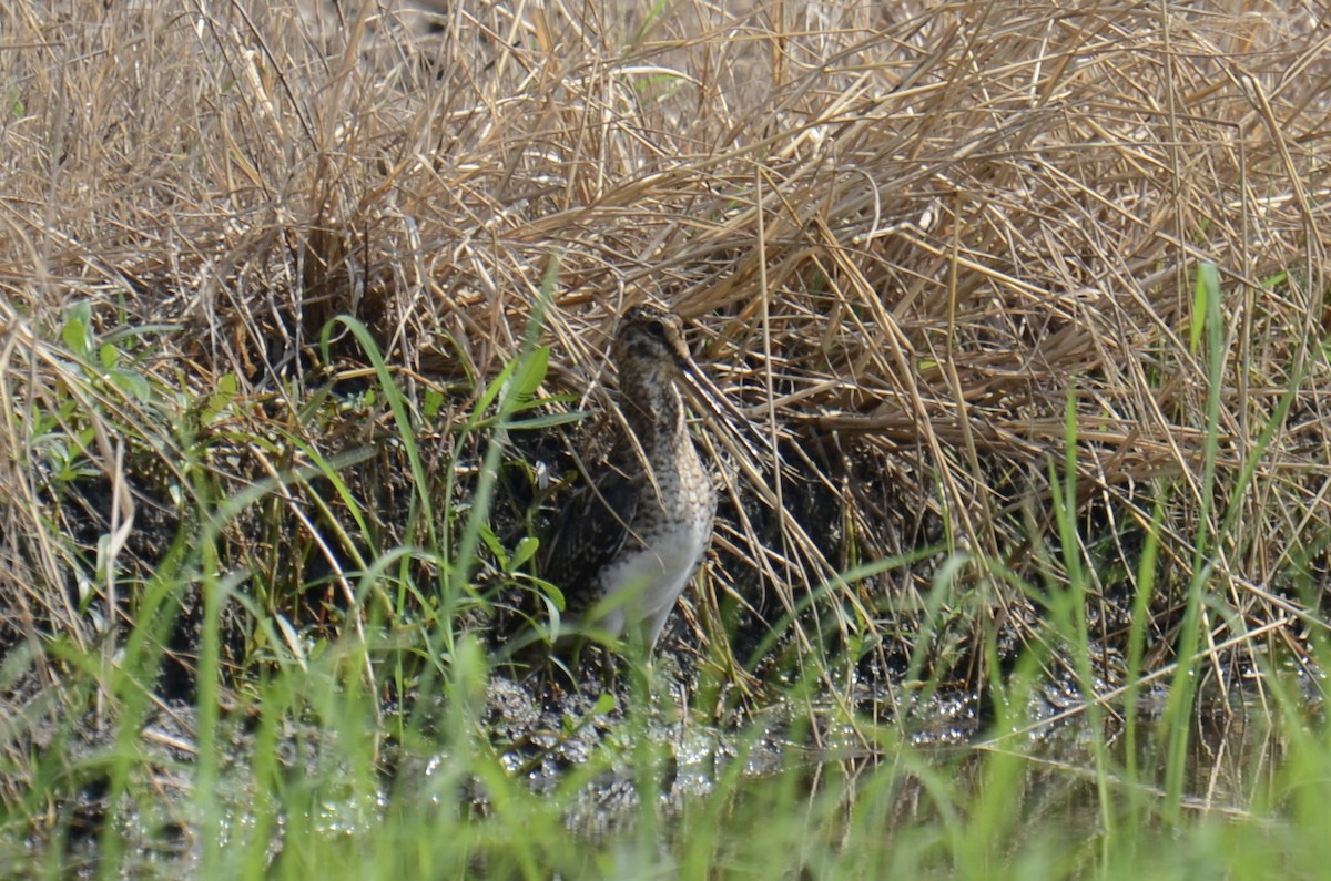 Common Snipe - ML644914392