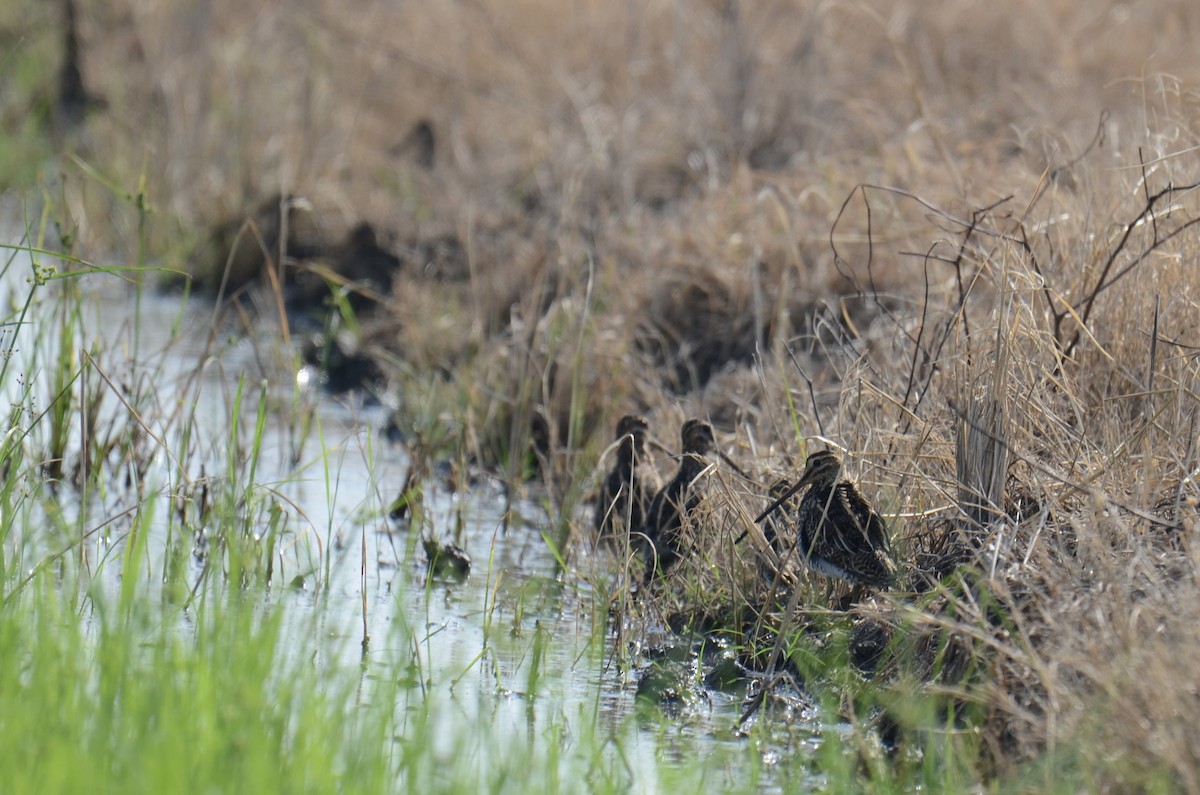 Common Snipe - ML644914393