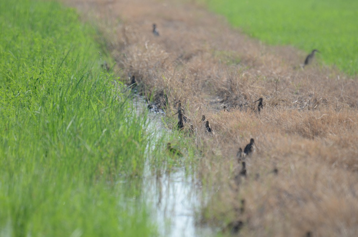 Common Snipe - ML644914394