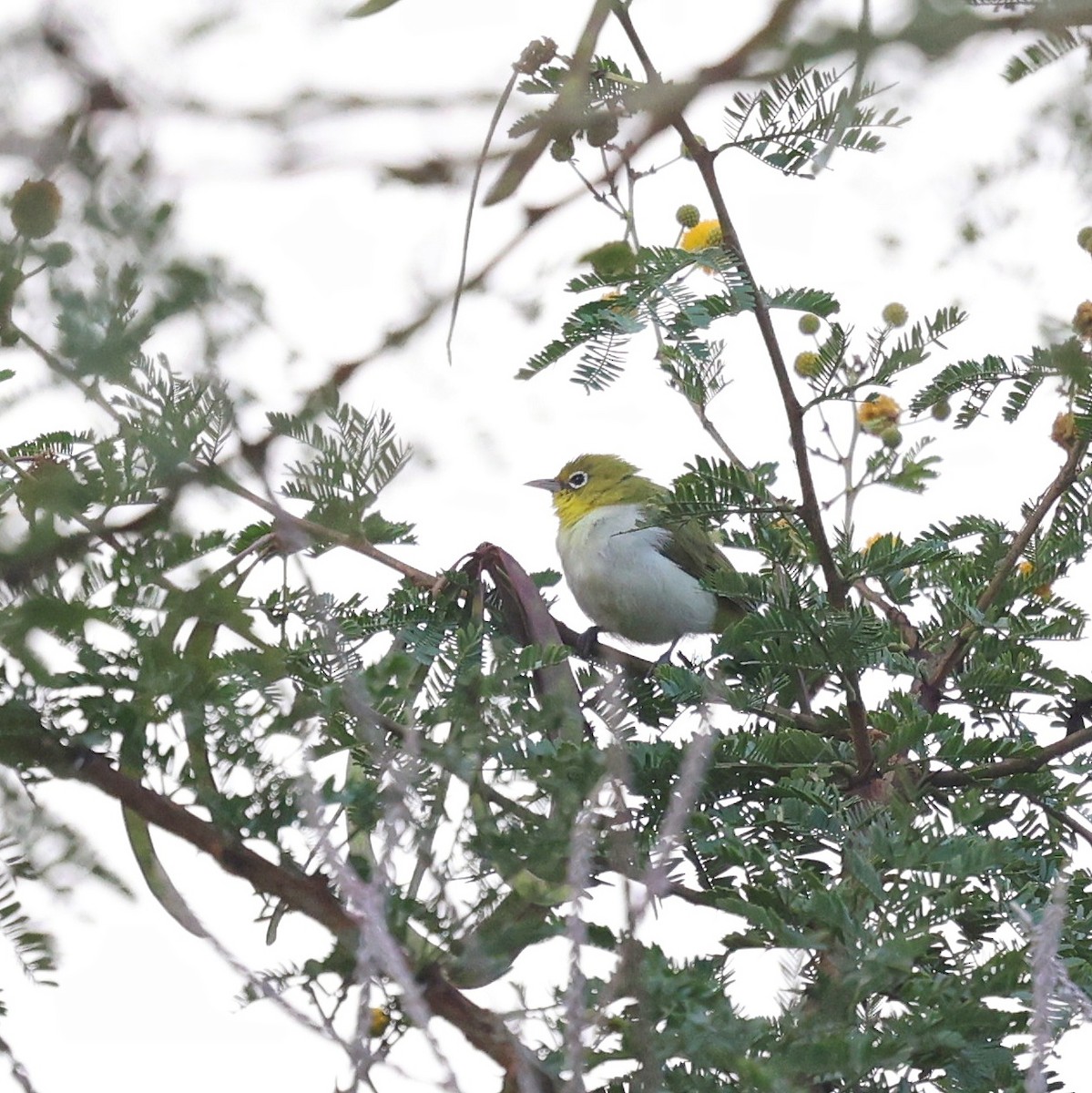 Ethiopian White-eye - ML644914398