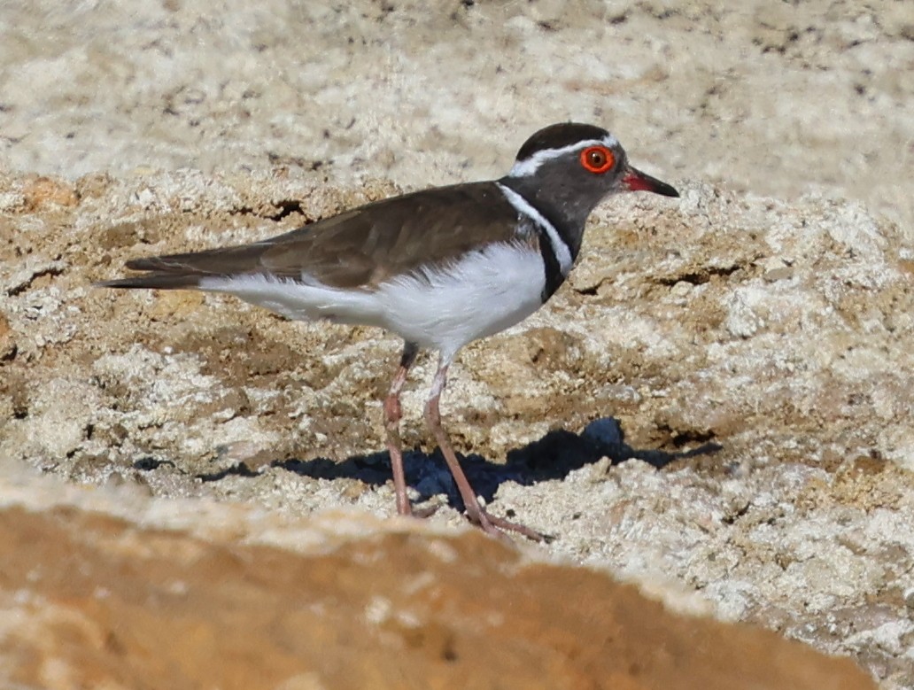Three-banded Plover (Madagascar) - ML644914401