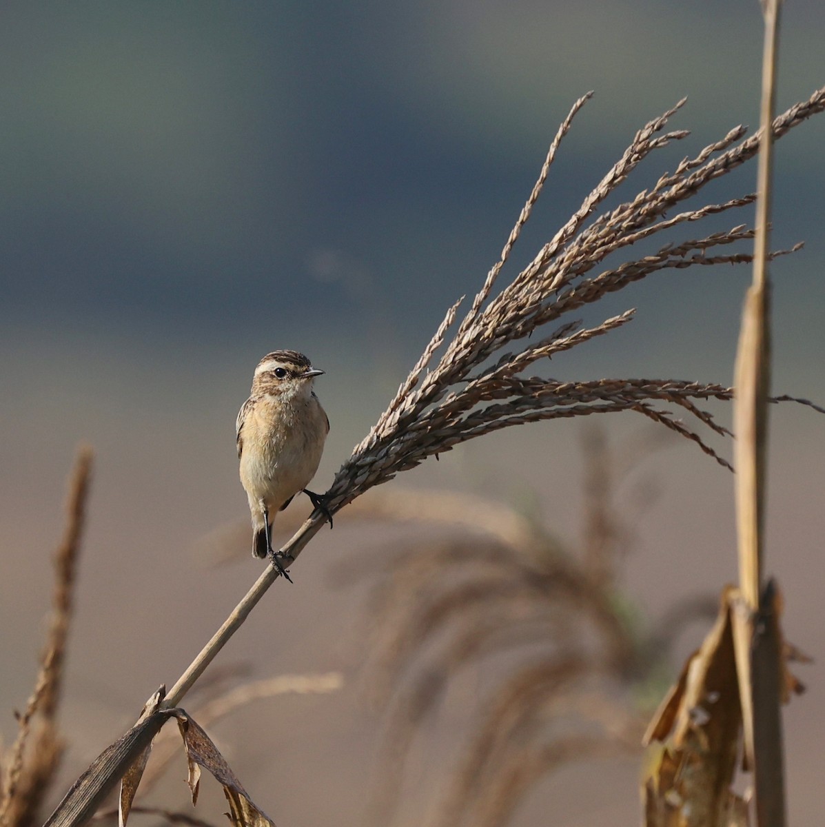 Siberian Stonechat - ML644914405