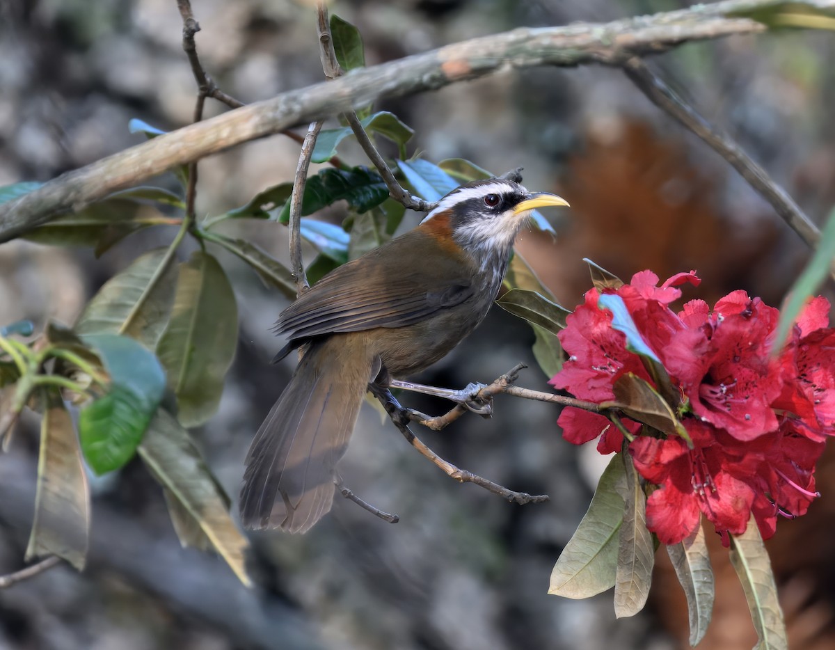 Streak-breasted Scimitar-Babbler - ML644914406