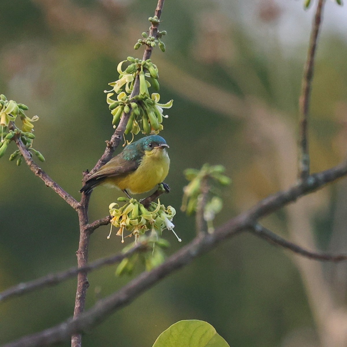 strdimil obojkový - ML644914409
