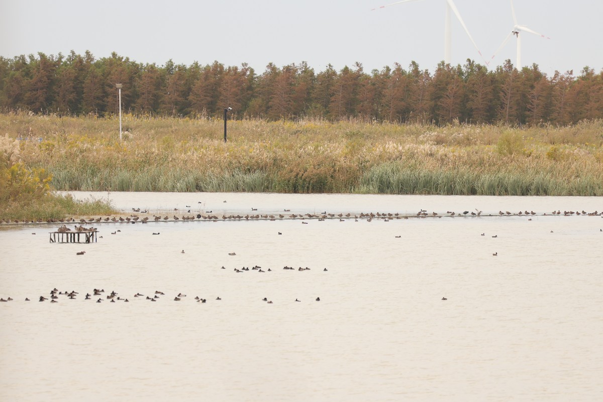 ヨシガモ - ML644914420