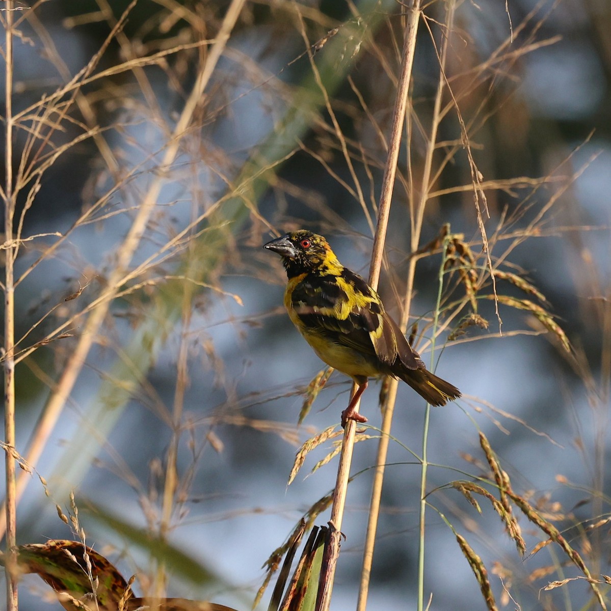 黑頭織雀 - ML644914421