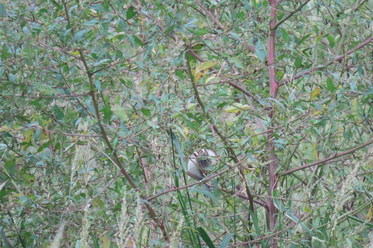 Pallas's Bunting - ML644914422