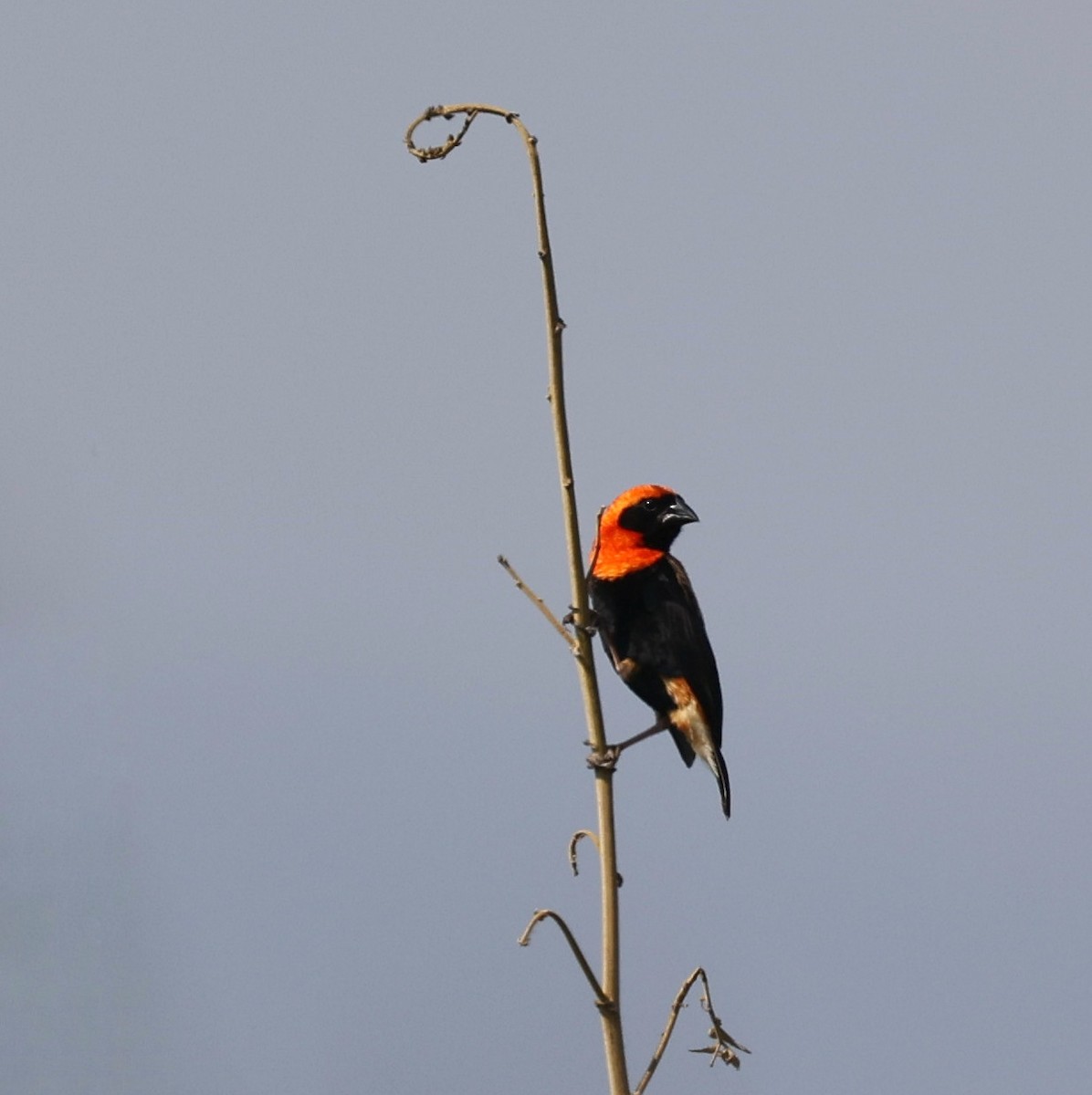 Northern Red Bishop - ML644914426
