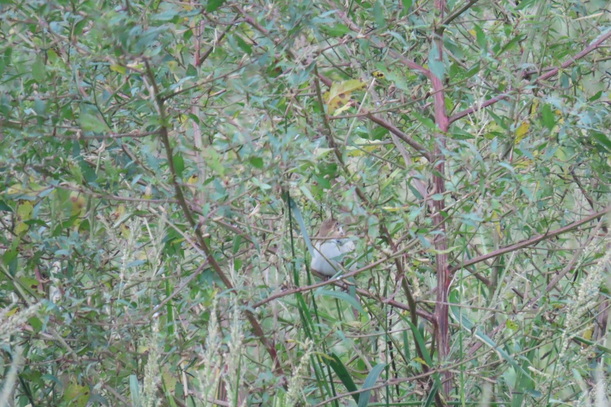 Pallas's Bunting - ML644914428