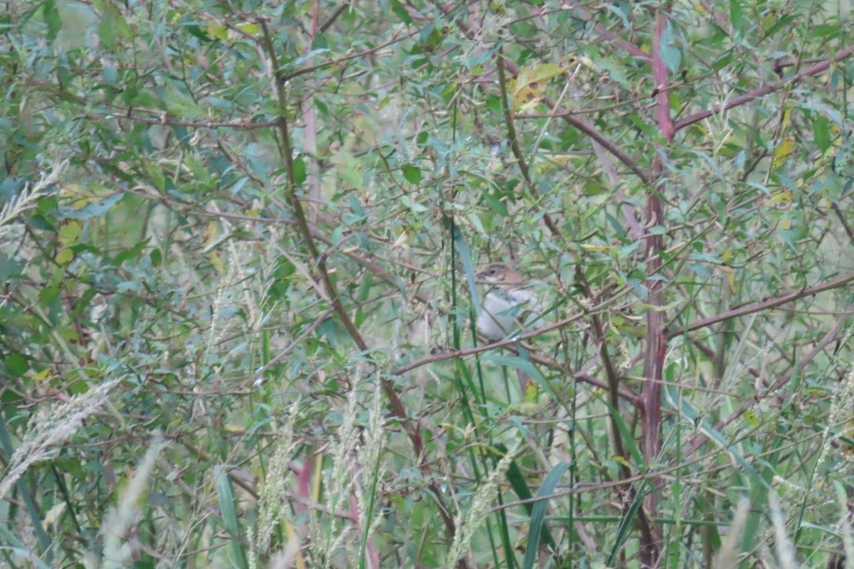 Pallas's Bunting - ML644914432