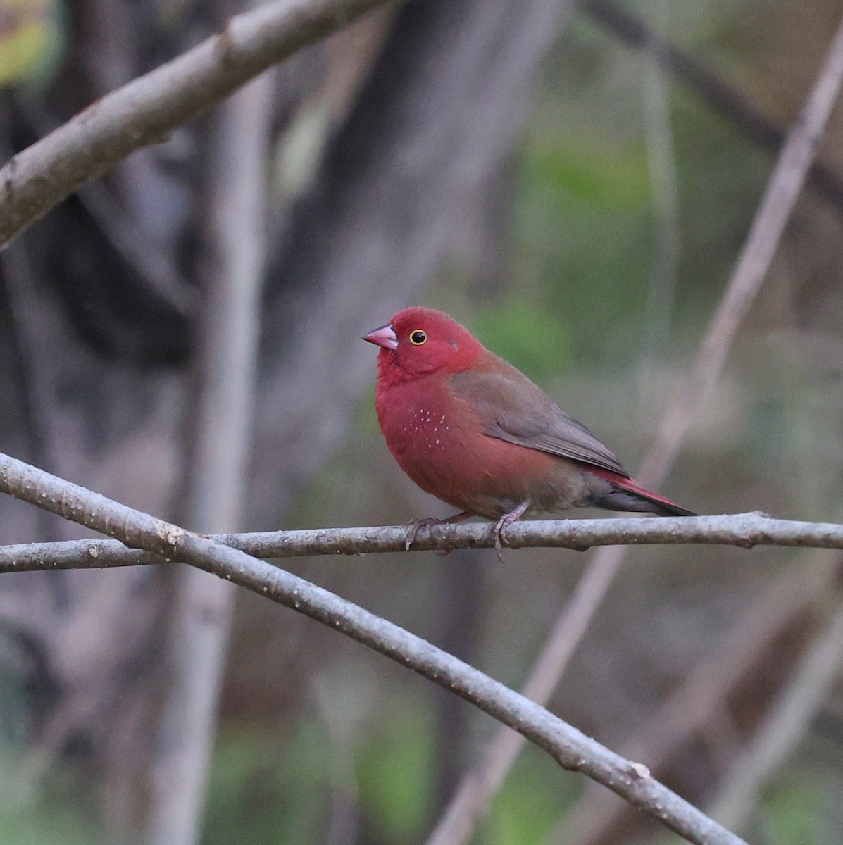 Bar-breasted Firefinch - ML644914434