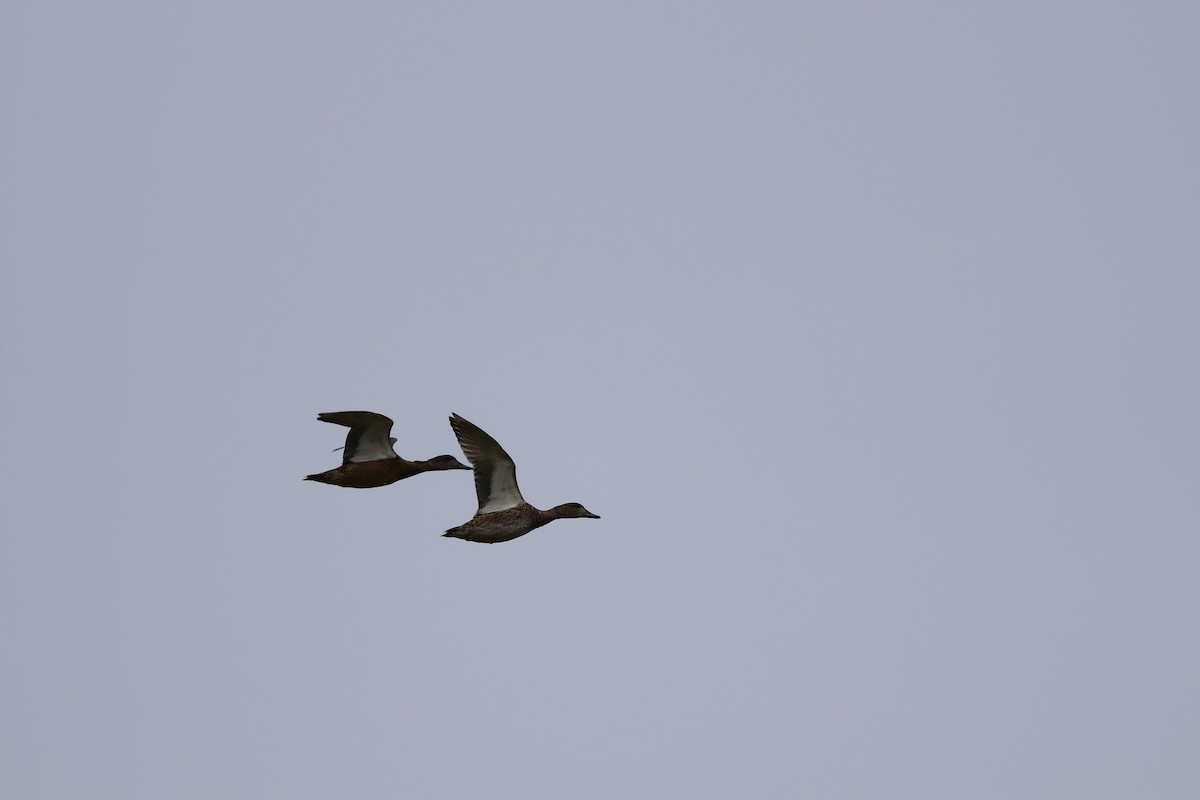 ヨシガモ - ML644914435