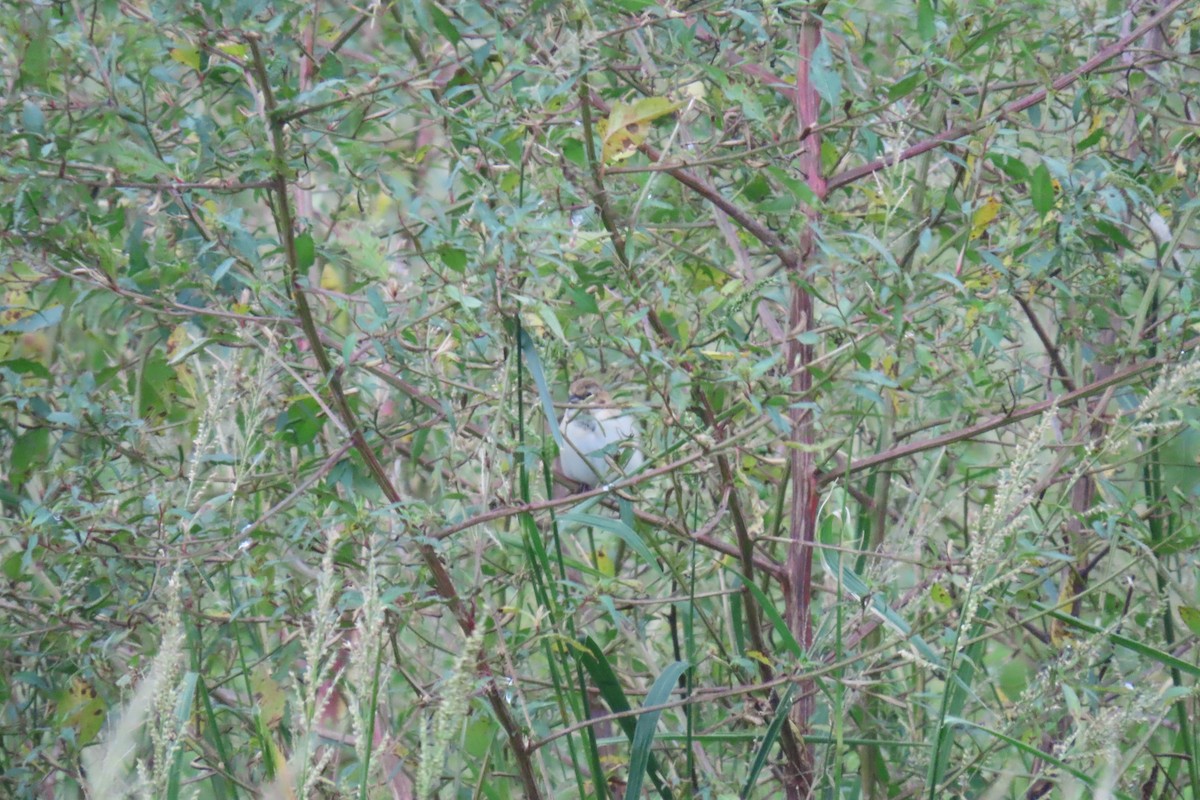 Pallas's Bunting - ML644914436