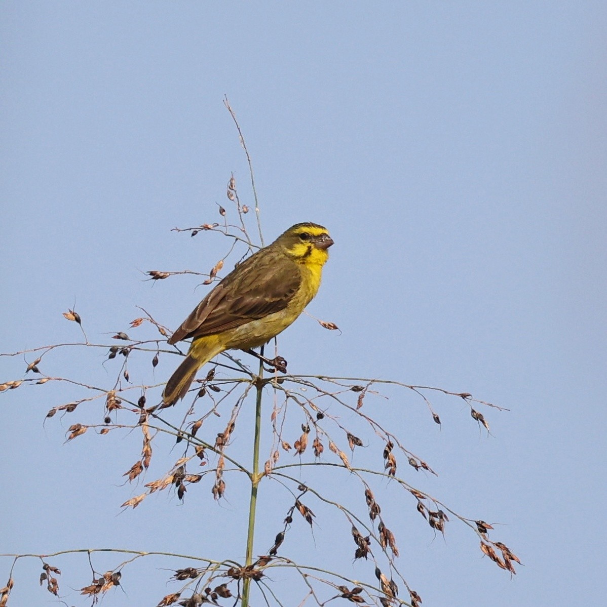 黃額絲雀 - ML644914437