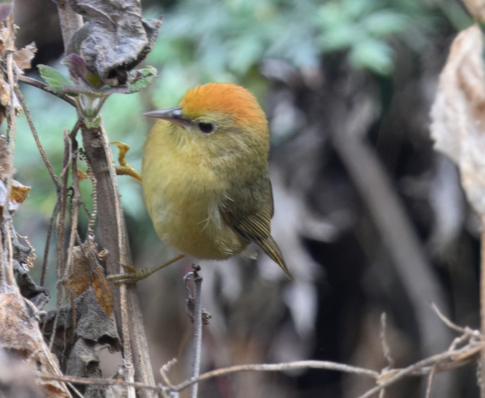 Rufous-capped Babbler - ML644914446