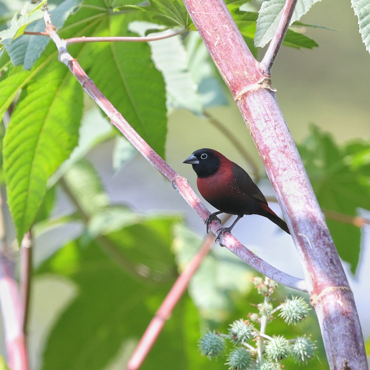 Black-faced Firefinch - ML644914459