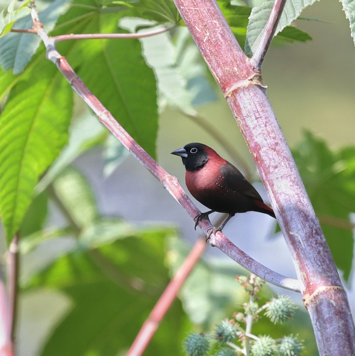 Black-faced Firefinch - ML644914460