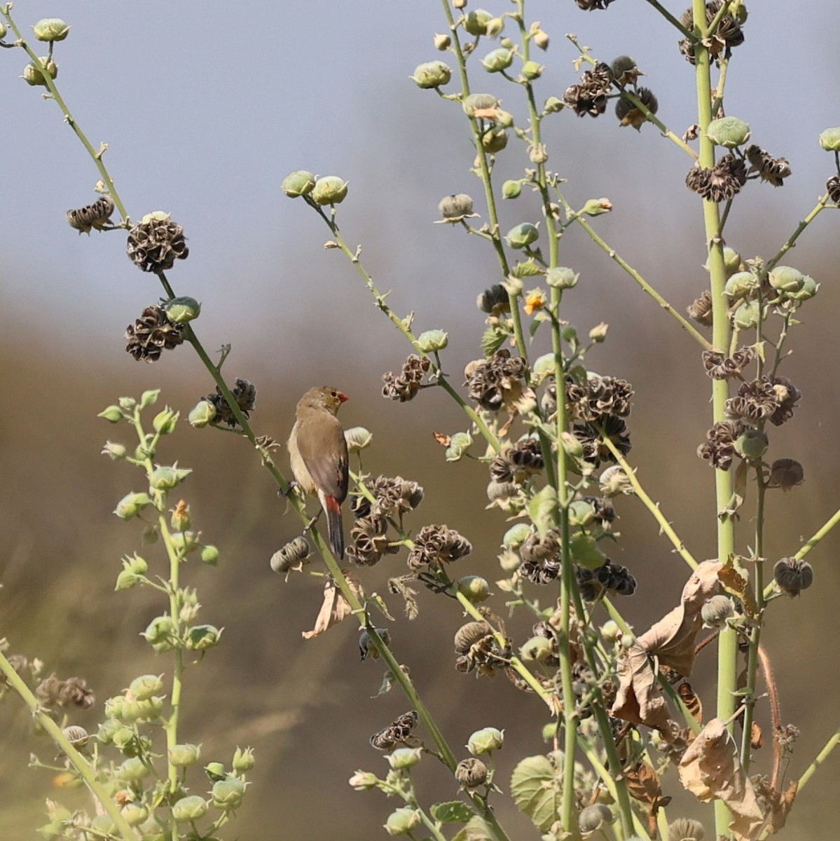 Fawn-breasted Waxbill - ML644914464
