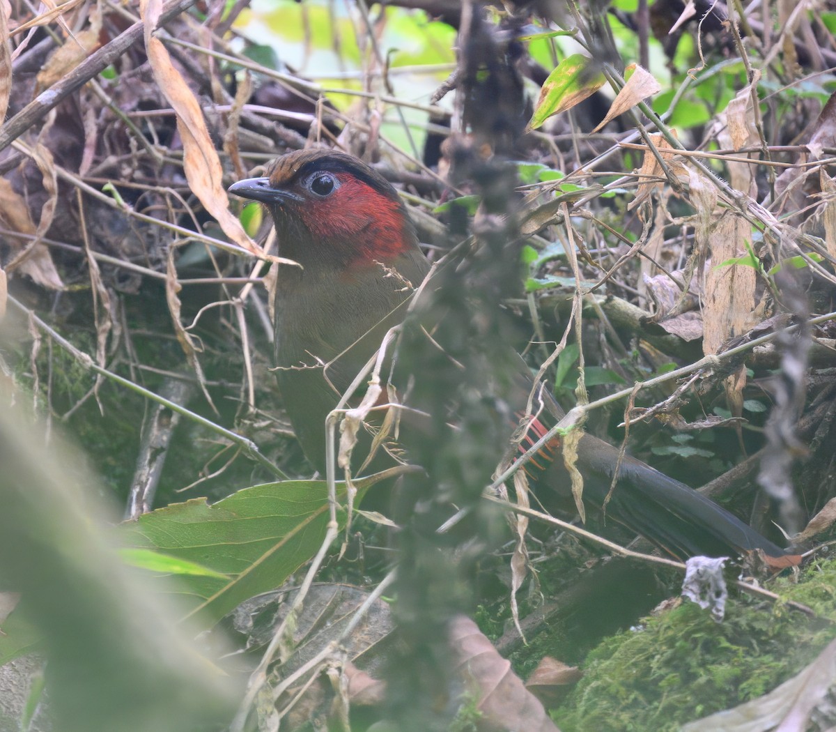Red-faced Liocichla - ML644914472