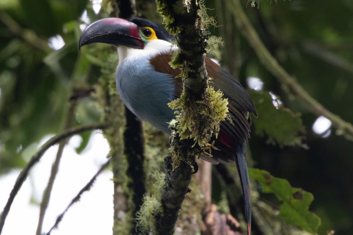 Андигена білощока - ML644914474