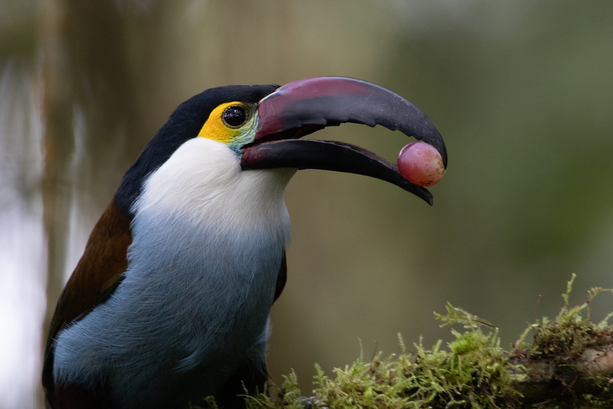 Андигена білощока - ML644914475