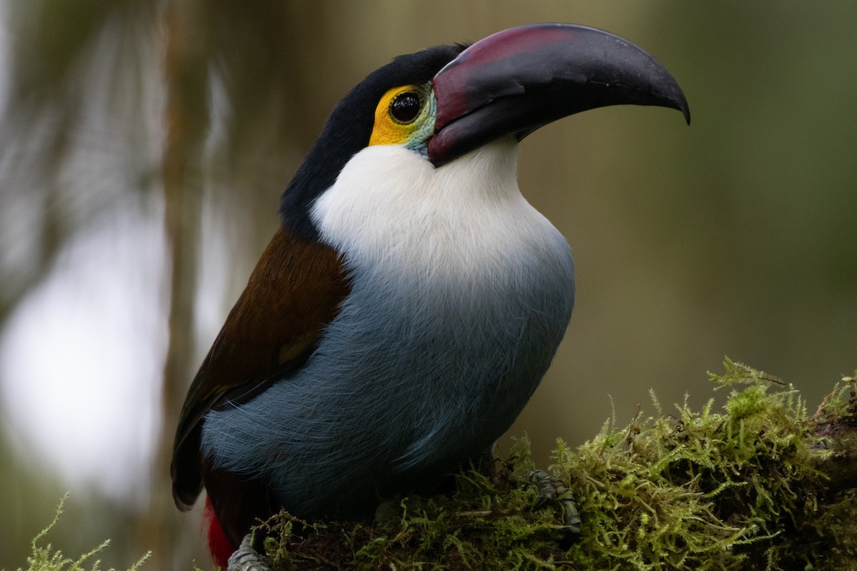 Андигена білощока - ML644914476