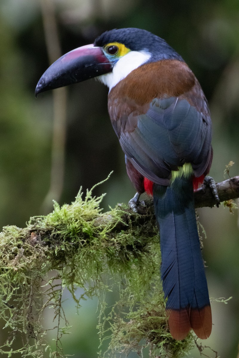 Андигена білощока - ML644914477