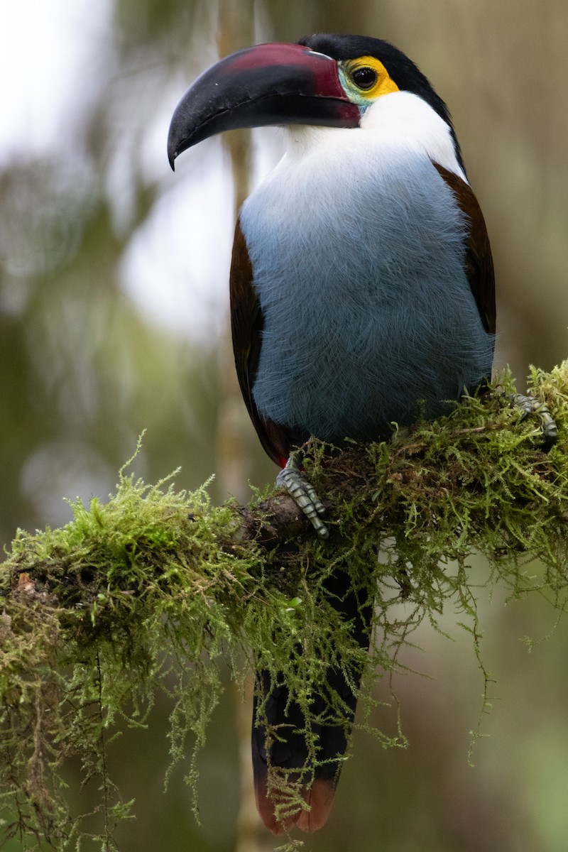 Андигена білощока - ML644914478